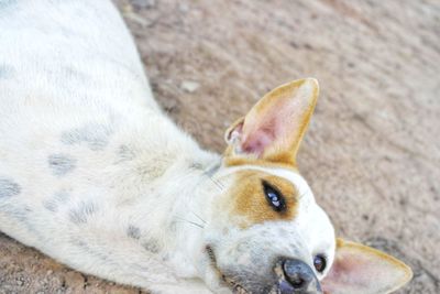 Close-up of a dog resting