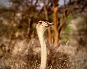 Close-up of ostrich on rock