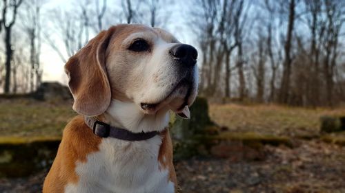 Close-up of dog on bare tree