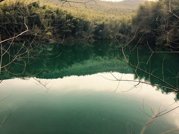 Reflection of trees in lake