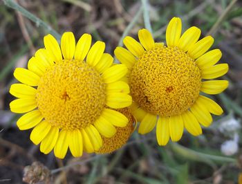 Close-up of yellow flower