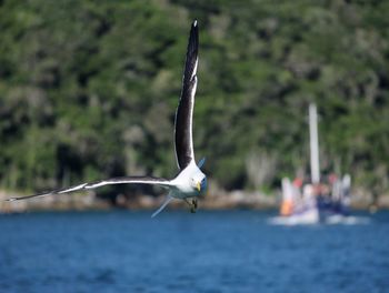 Seagull flying over sea