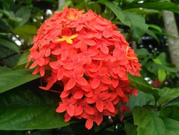 Close-up of red flowers blooming in park