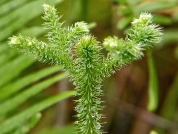 Close-up of plant