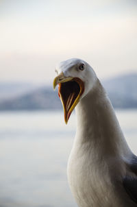 Close-up of seagull against sky