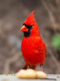 Close-up of a bird