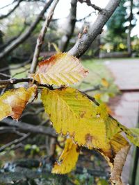 Close-up of yellow leaf on tree