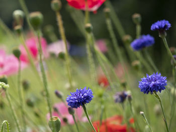 Close-up of purple flowering plants on field