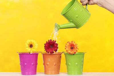 Close-up of multi colored flowers against yellow background