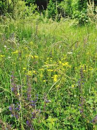 High angle view of flowering plants on field