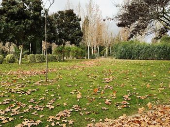 Trees growing on grassy field in park