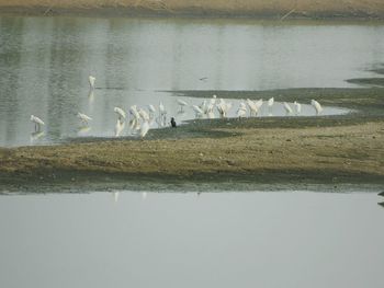 Group of birds in sea