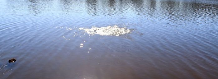 High angle view of swimming in lake