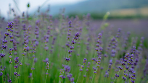 Beautiful blue petals of lavender flower blossom in row at field, selective focus and closeup photo