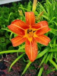 Close-up of orange day lily