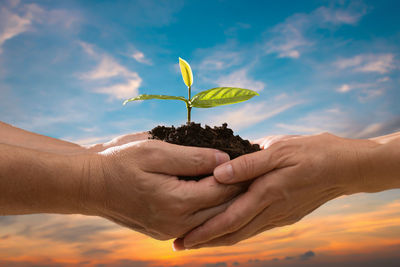 Cropped image of man holding small plant