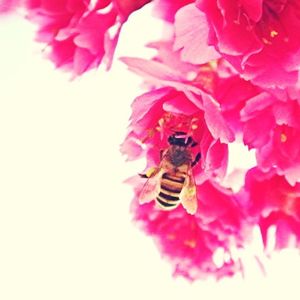 Close-up of bee on pink flower