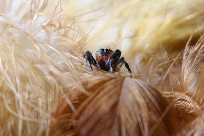 Close-up of insect on the ground