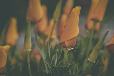 Close-up of orange flowering plants on field