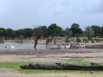 Scenic view of trees on field against sky