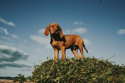Low angle view of dog standing against sky