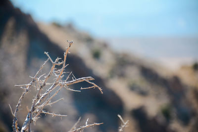 Close-up of plant