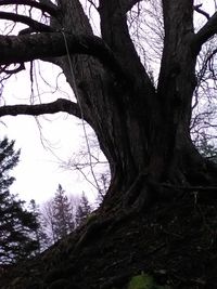 Low angle view of bare tree against sky