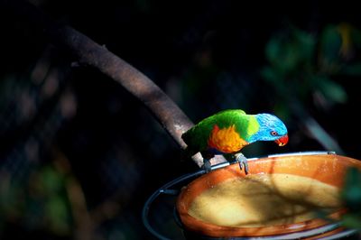 Close-up of parrot perching on leaf