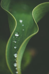 Close-up of leaf with dew drops