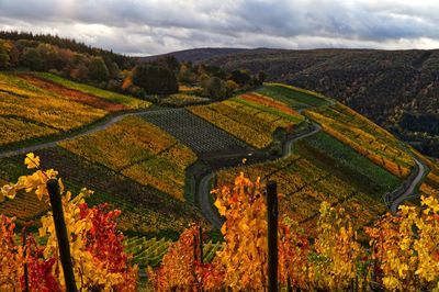 Herbstliche weinberge im ahrtal 