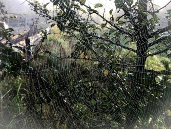 Close-up of spider web on tree