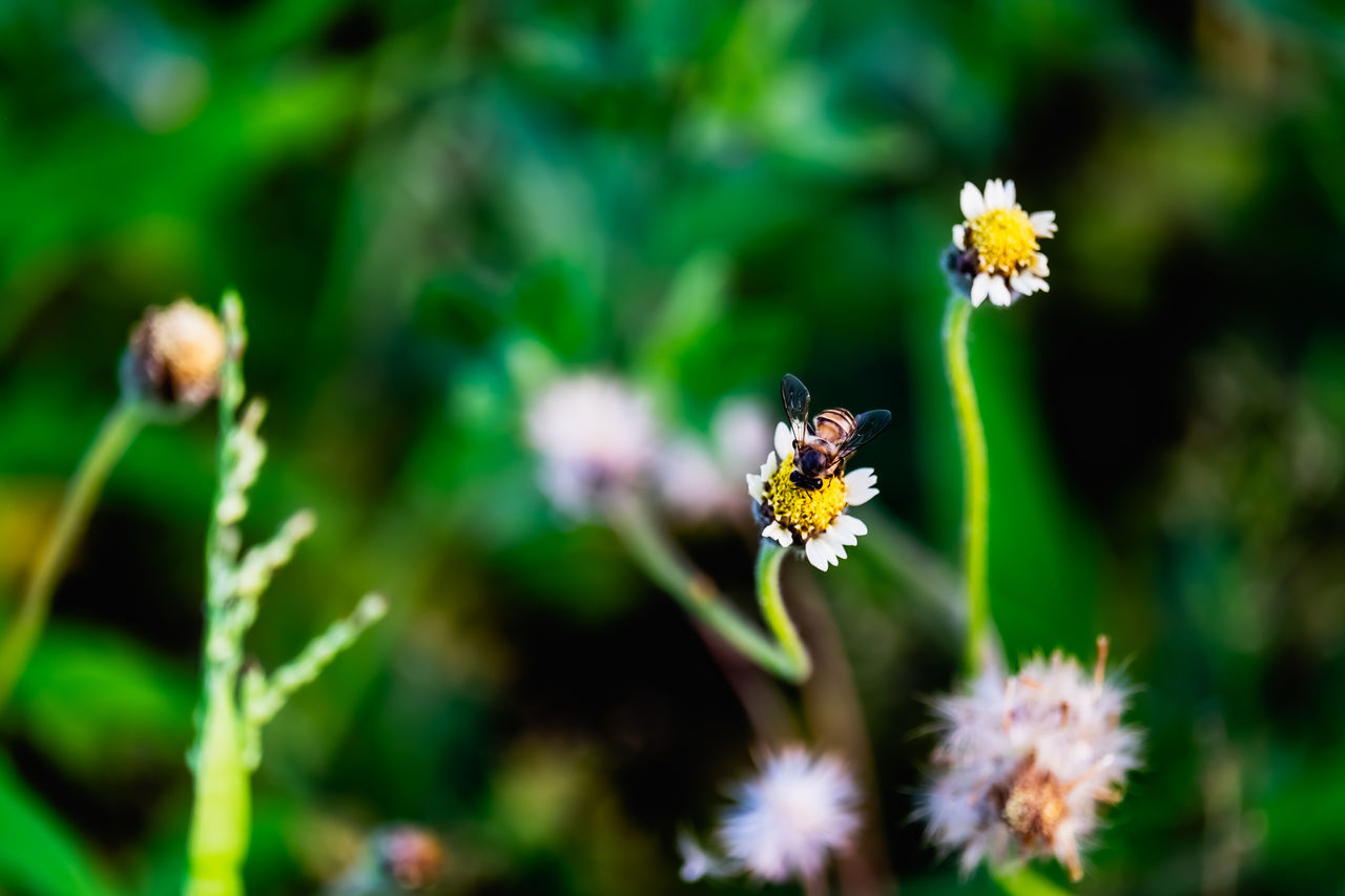 CLOSE-UP OF HONEY BEE ON WHITE FLOWERING PLANT