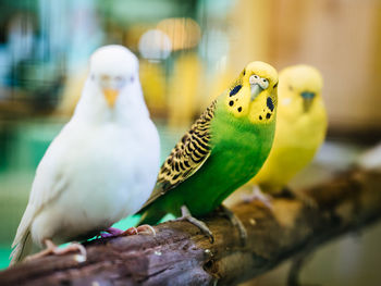 Close-up of parrot perching on leaf