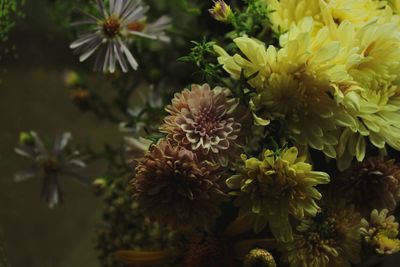 Close-up of flowering plant