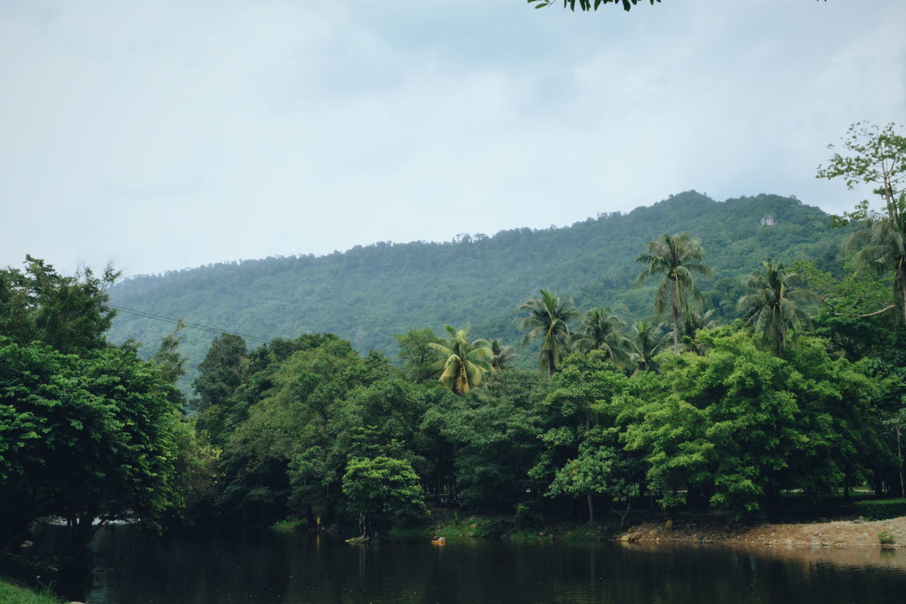 ชาติ Thailand Tree Nature water