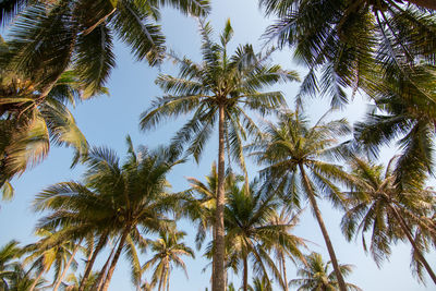Low angle view of coconut palm trees against clear sky