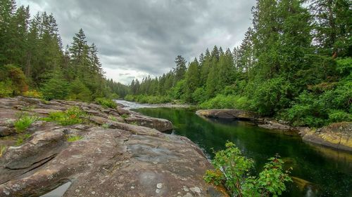 Scenic view of river amidst trees in forest against sky