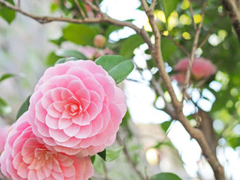 Close-up of pink flowering plant