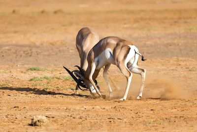 View of horse on field