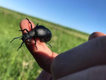 Cropped hand with black insect against clear blue sky