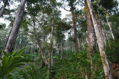 Trees in forest