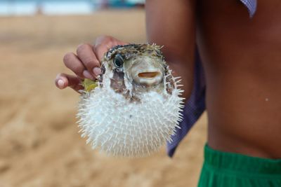 Close-up of boy holding blowfish