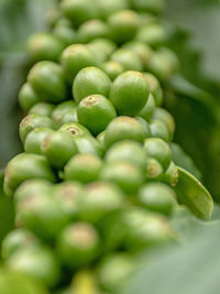 Full frame shot of fresh green fruit