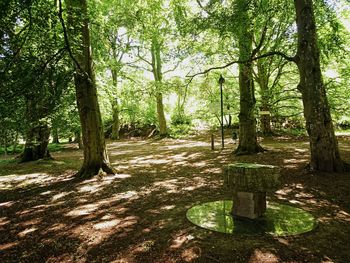 Trees in forest