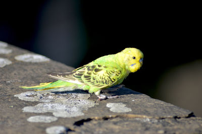 Close-up of parrot perching on leaf