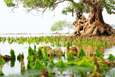 Scenic view of lake against sky