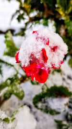 Close-up of frozen red berries on tree