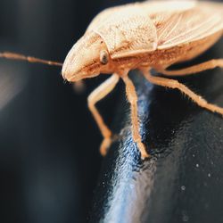 Close-up of bug on railing