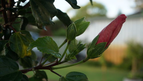 Close-up of fresh green plant