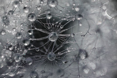 Full frame shot of wet spider web